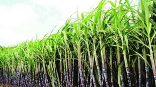 Farmers organizations in Kolhapur stopped the factory from cutting sugarcane Kolhapur