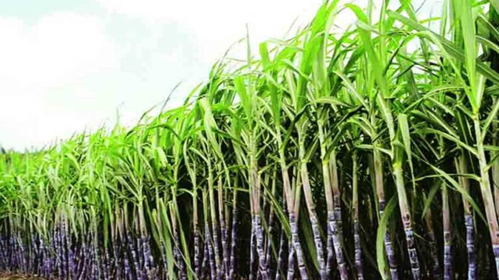 Farmers organizations in Kolhapur stopped the factory from cutting sugarcane Kolhapur Farmers organizations in Kolhapur stopped the factory from cutting sugarcane Kolhapur