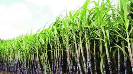 Farmers organizations in Kolhapur stopped the factory from cutting sugarcane Kolhapur Farmers organizations in Kolhapur stopped the factory from cutting sugarcane Kolhapur