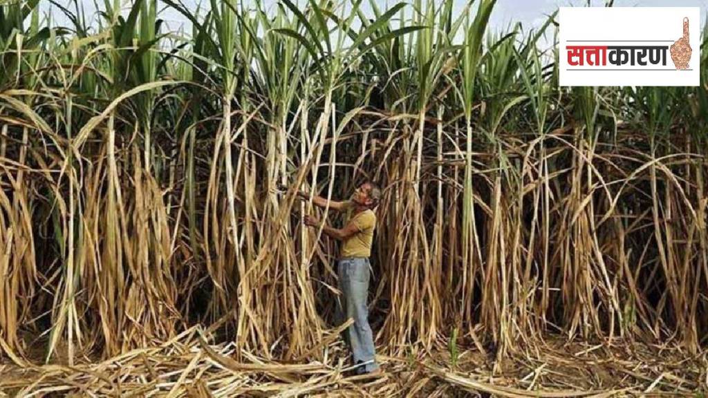Sugarcane harvesting stopped before the season started; Farmers demand Rs 4,000 price Sugarcane harvesting stopped before the season started; Farmers demand Rs 4,000 price