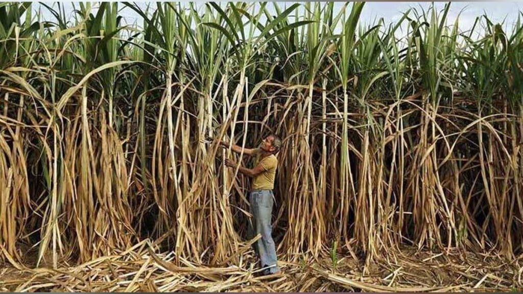 Vishwas factory in Shirala increases price by Rs 50 per ton sangli news