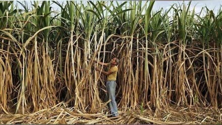 Vishwas factory in Shirala increases price by Rs 50 per ton sangli news