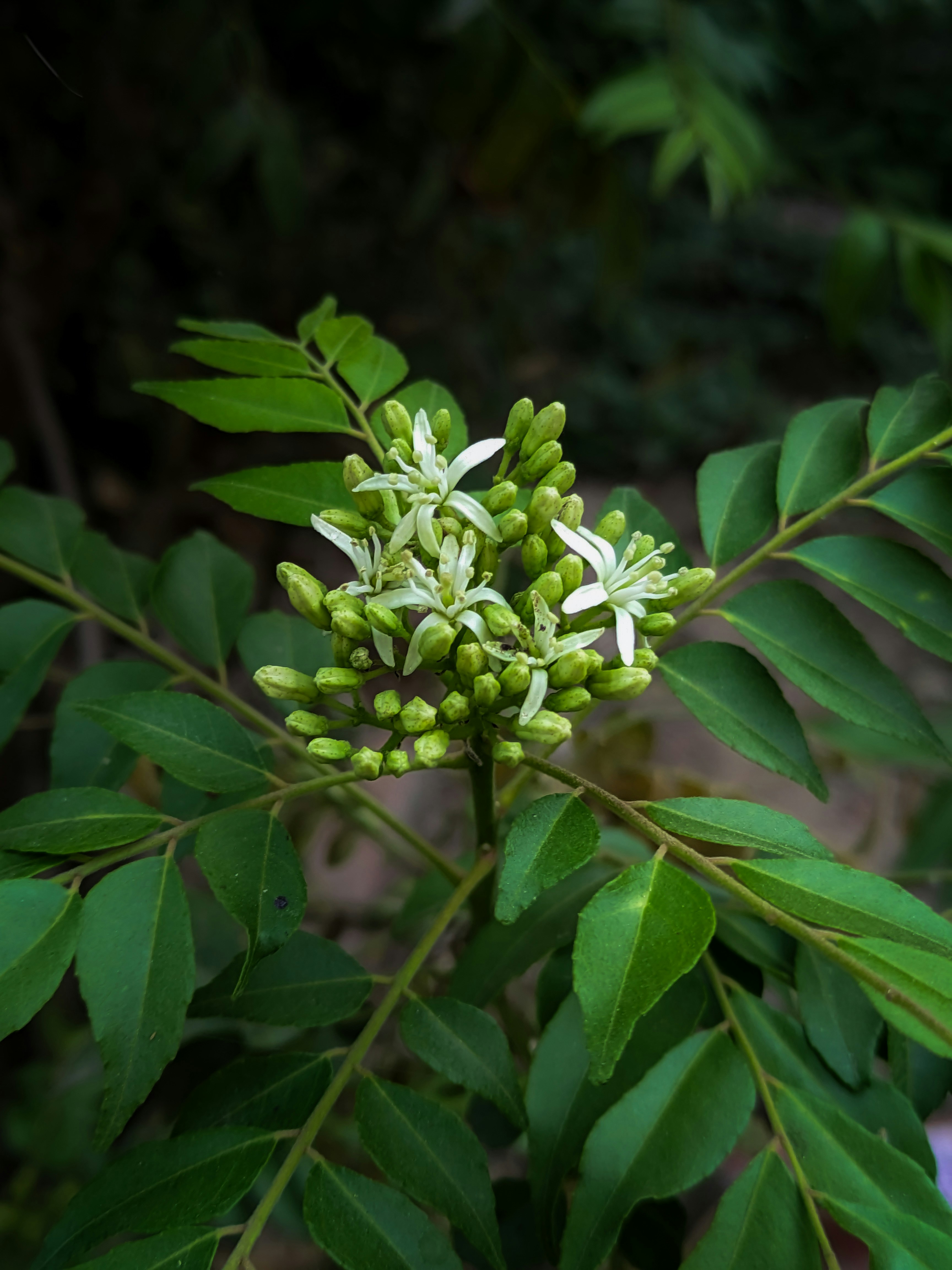 Curry leaves health benefits