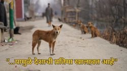 “तुम्ही सोशल मीडियावर काही पाहिले नाही का?”, भटक्या कुत्र्यांच्या प्रकरणाच्या सुनावणीदरम्यान सुप्रीम कोर्टाची संतप्त प्रतिक्रिया