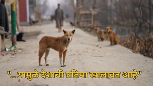 Stray Dog Attacks in India