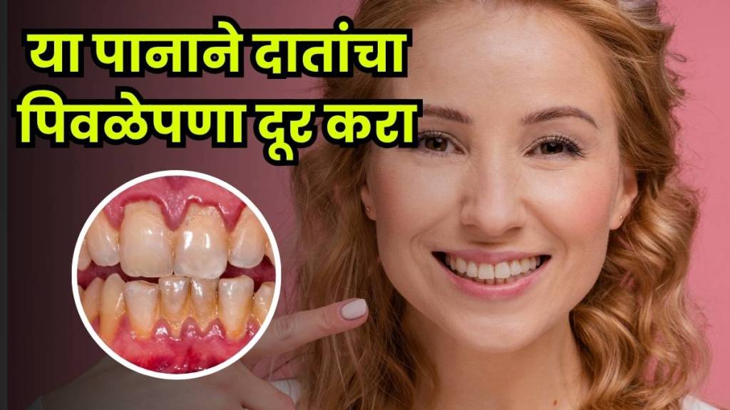 Apamarg leaves for teeth whitening, gum pain relief and plaque removal