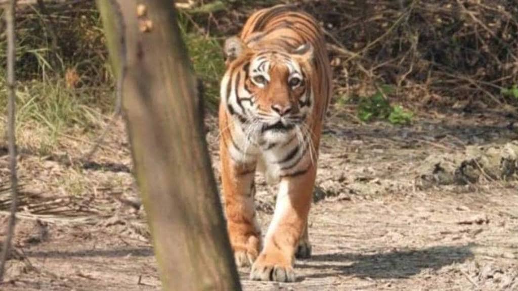 tiger movements tiger movements