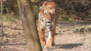 wild animal attacks in Maharashtra