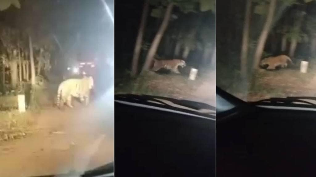 Video: वाघ आधी माघारी फिरला, नंतर दुचाकीस्वारावर झेपावला…. ताडोबा बफर झोनमधील थरार…