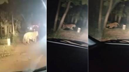 Video: वाघ आधी माघारी फिरला, नंतर दुचाकीस्वारावर झेपावला…. ताडोबा बफर झोनमधील थरार… Video: वाघ आधी माघारी फिरला, नंतर दुचाकीस्वारावर झेपावला…. ताडोबा बफर झोनमधील थरार…