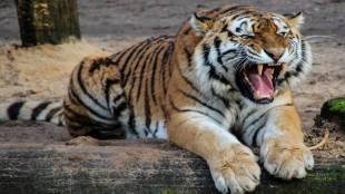 Former sarpanch killed in tiger attack in Chandrapur