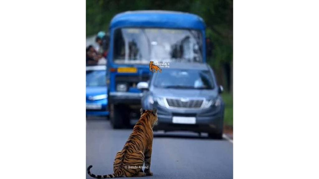 A tiger blocked all traffic on the Moharli Padmapur road in Tadoba Andhari Tiger Reserve
