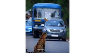 A tiger blocked all traffic on the Moharli Padmapur road in Tadoba Andhari Tiger Reserve