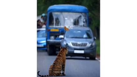 A tiger blocked all traffic on the Moharli Padmapur road in Tadoba Andhari Tiger Reserve A tiger blocked all traffic on the Moharli Padmapur road in Tadoba Andhari Tiger Reserve