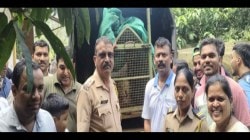 मजगाव येथे भक्षाचा पाठलाग करताना बिबट्या विहिरीत पडला…