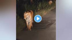 Video: तीन बछड्यांसह शाडो वाघिणीचा मध्यरात्री ‘मुक्त संचार’ व्हिडिओ व्हायरल…