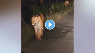 Shadow tiger with three cubs roam at midnight in bhandara