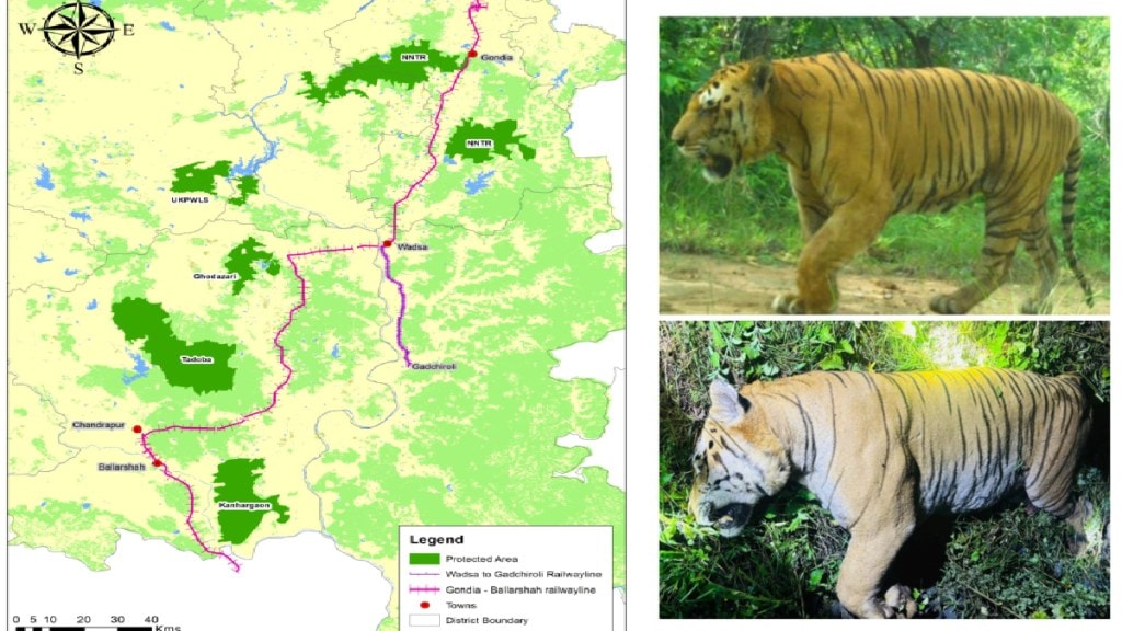 Bittu tiger killed in train accident on Ballarshah–Gondia railway line Maharashtra