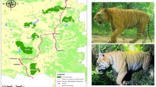 Bittu tiger killed in train accident on Ballarshah–Gondia railway line Maharashtra