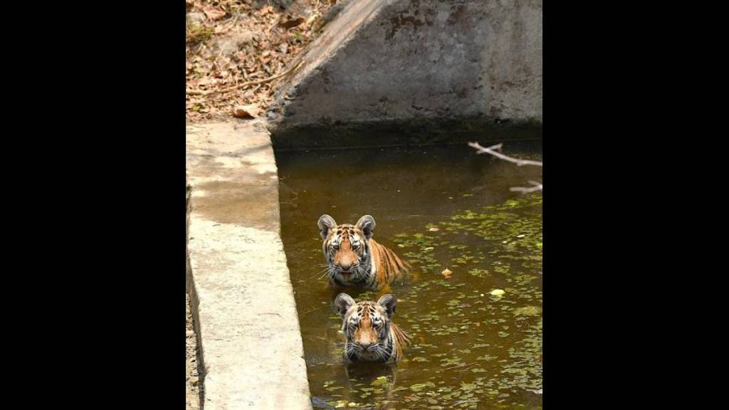 Tigress roams freely in Khursapar area; atmosphere of fear among villagers
