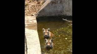 Tigress roams freely in Khursapar area; atmosphere of fear among villagers