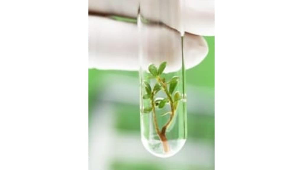 National Certification System Tissue Culture Plants Pune
