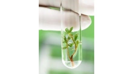 National Certification System Tissue Culture Plants Pune