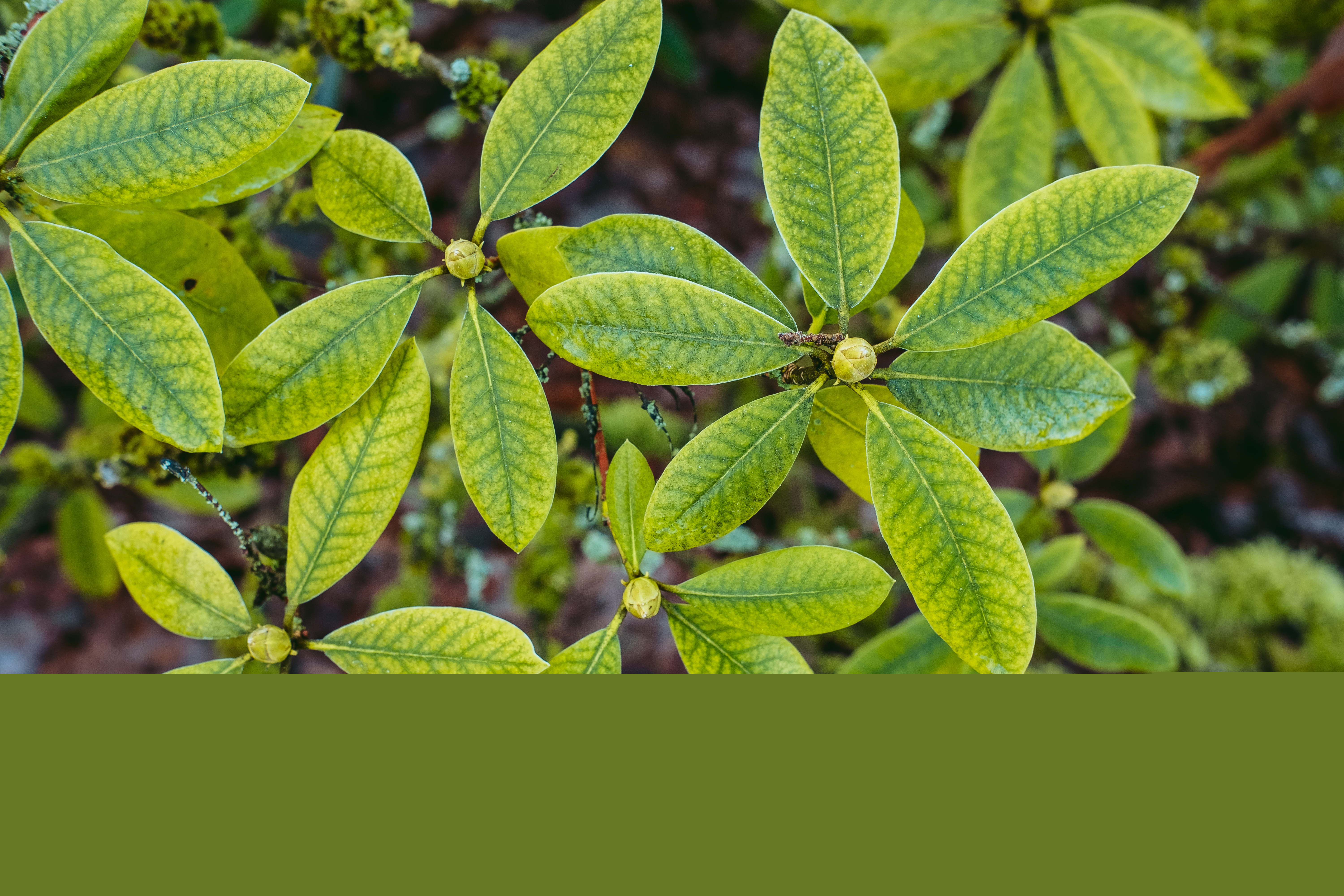 guava impotatnts