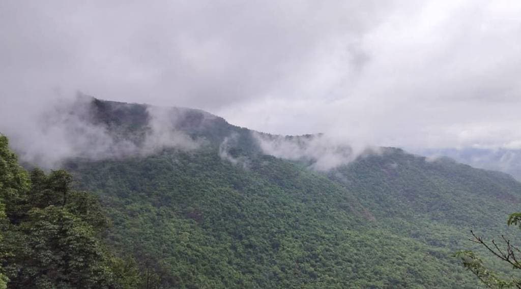 Tree felling banned in 13 villages of Dodamarg and Sawantwadi talukas Sindhudurg