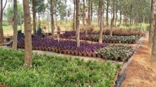 Loksatta career farm Nursery management