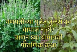 Tulsi vivah 2025: तुळशीला कोणी दिला होता श्राप? म्हणूनच गणपतीच्या पूजेत तुळशीचा वापर केला जात नाही का?