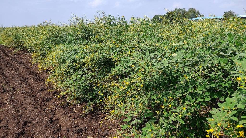 Rains during the flowering and pod-filling stages of the tur crop have increased the hopes of production Rains during the flowering and pod-filling stages of the tur crop have increased the hopes of production