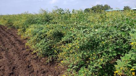 Rains during the flowering and pod-filling stages of the tur crop have increased the hopes of production Rains during the flowering and pod-filling stages of the tur crop have increased the hopes of production