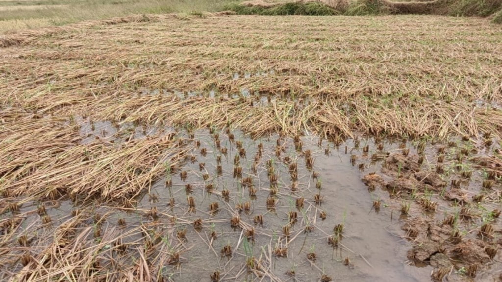 unseasonal rain hits sindhudurg farmers crops damaged paddy nachni destroyed heavy losses unseasonal rain hits sindhudurg farmers crops damaged paddy nachni destroyed heavy losses