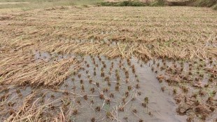 unseasonal rain hits sindhudurg farmers crops damaged paddy nachni destroyed heavy losses