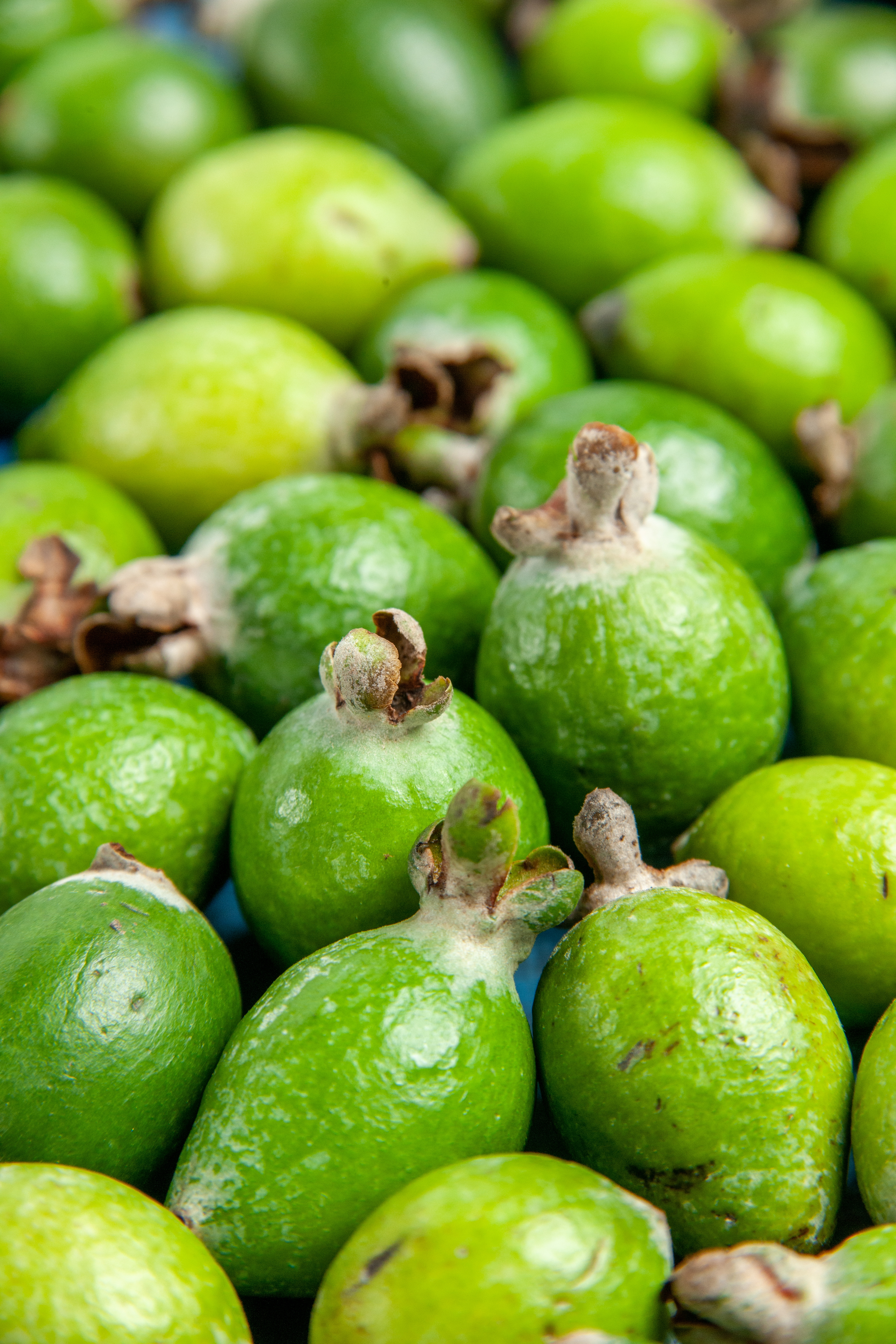guava impotatnts