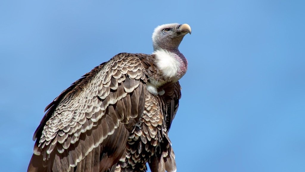 wildlife conservation Maharashtra, vulture nest search Thane, Wildlife Week 2025 India, vulture conservation program, vulture population decline Maharashtra, Thane wildlife awareness,