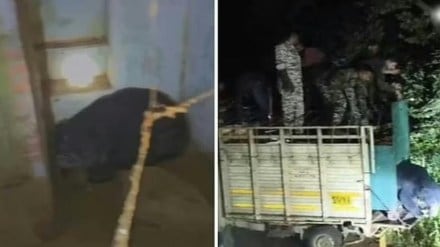 wild bear enters bhandara pavni town residents panic for hours rescue operation forest department wild bear enters bhandara pavni town residents panic for hours rescue operation forest department