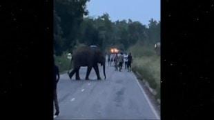 wild omkar elephant blocks insuli mumbai goa highway traffic for hours Forest Department Fails