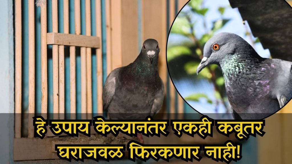 home remedies to keep pigeons away from balcony and terrace home remedies to keep pigeons away from balcony and terrace