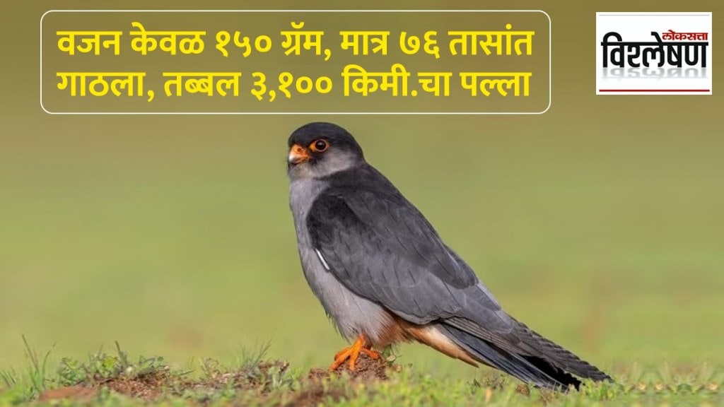 Amur-Falcon Amur-Falcon