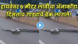हायवेवर अचानक थांबल्या गाड्या, रस्ता जाम!… लोक घाबरले; रेंगाळत आला ६ मीटर लांबीचा अ‍ॅनाकोंडा, VIDEO पाहून अंगावर येईल काटा!