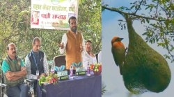 सुगरण पक्षी एक आदर्श पती, प्रथम बांधतो घरटे व मग थाटतो संसार! मजेदार पक्षीविश्व…