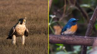 On the occasion of Bird Week, a 'Bird Marathon' initiative was organized with public participation on Vetal Hill over the past week