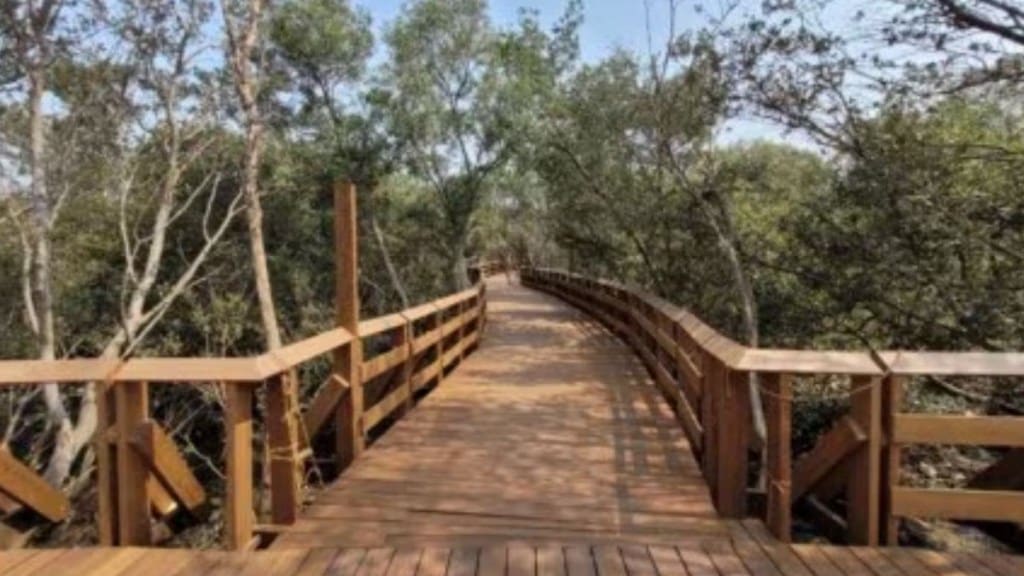 Borivali Gorai Mangrove Park Mangrove Tourism Project Tourist Attraction Mumbai Borivali Gorai Mangrove Park Mangrove Tourism Project Tourist Attraction Mumbai