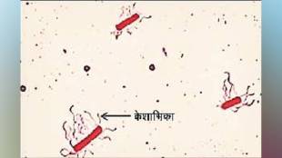 Loksatta kutuhal Bacteria plant cells Transparent Microscopic Staining