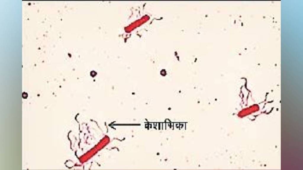 Loksatta kutuhal Bacteria plant cells Transparent Microscopic Staining