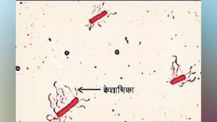 Loksatta kutuhal Bacteria plant cells Transparent Microscopic Staining