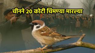 Why China Killed 2 Billion Sparrows?