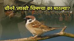 China Sparrow killing: चीनने का मारल्या लाखो चिमण्या; …म्हणूनच आला का महाचिनी दुष्काळ?